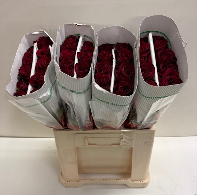 Rosa gr ever red KW.jpg